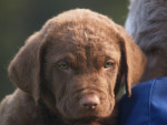 Belle 6,5 week